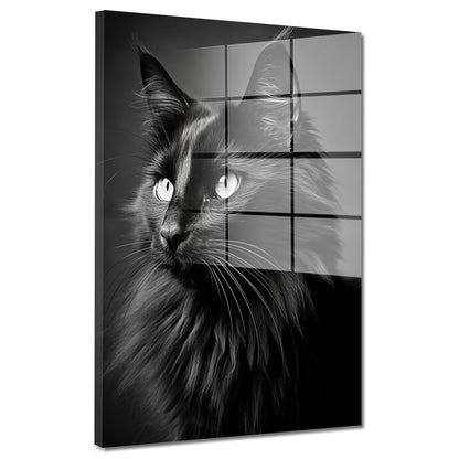 Wunderschöne schwarze Katze Acrylglasbild Wandbild Bild Wanddeko XL